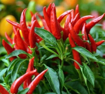 Piment Oiseau 8 Gr