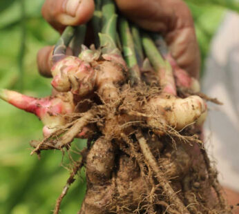 Curcuma en Poudre BIO 30 Gr (3-6% curcumine)