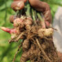 Curcuma en Poudre BIO 30 Gr (3-6% curcumine)